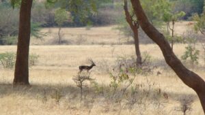 Blackbuck 