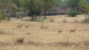 Many Blackbucks