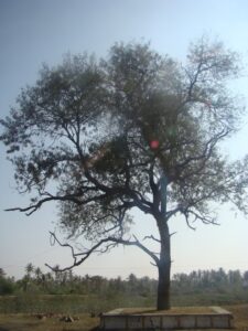 Banni tree